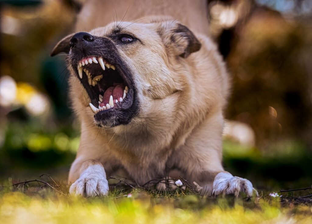 Aggressive dog
